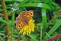 29 05 14_5232_edited-2